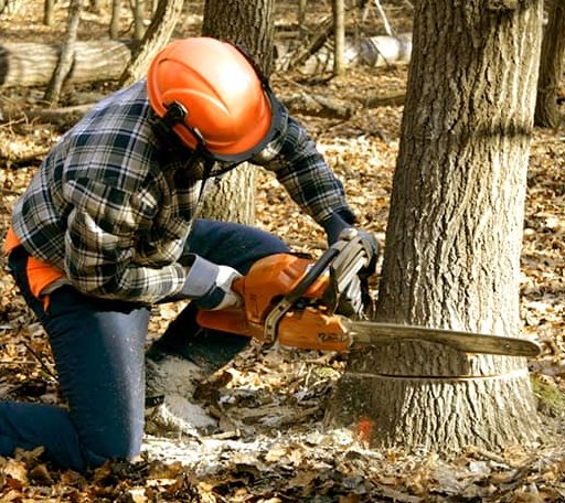 Tree Removal in Madison Lake, MN